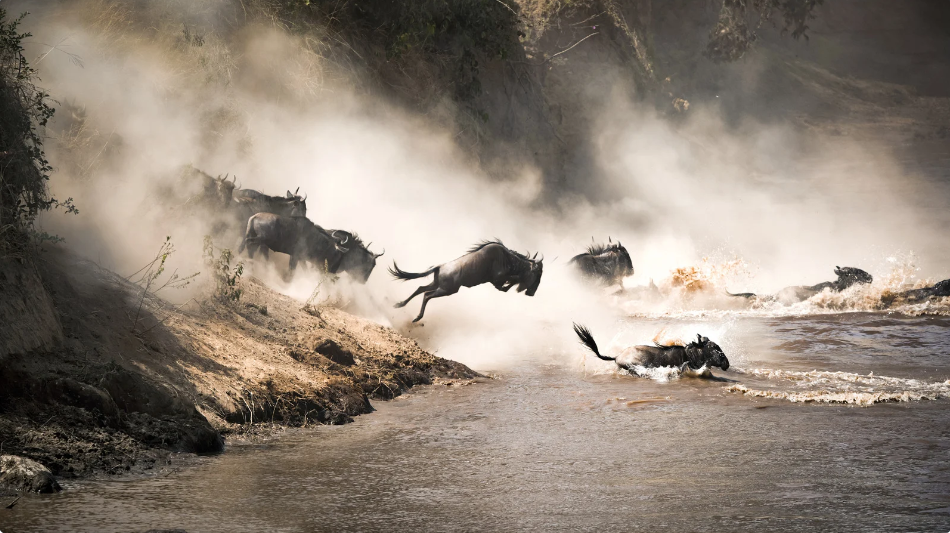 the great migration timing your safari for wildlife spectacles